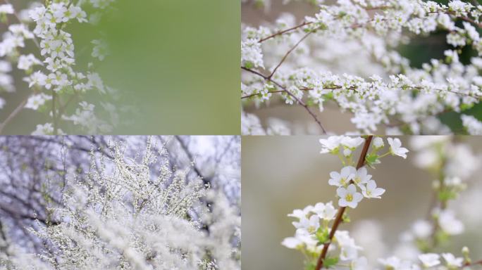 珍珠绣线菊 珍珠花 喷雪花 4K素材