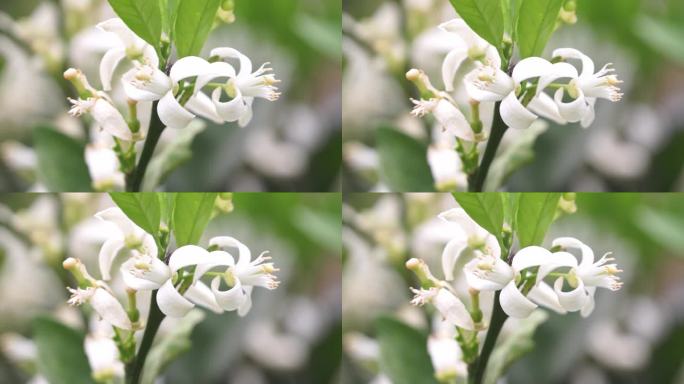 脐橙树开花结果