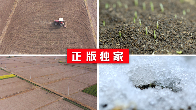 大麦种植农业春耕冰雪融化植物生长