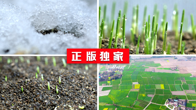 农业春耕冰雪融化植物生长发芽生命