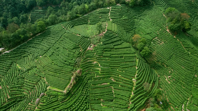 杭州龙井茶园 明前茶