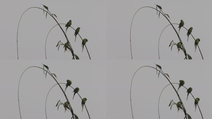 站在细竹枝上的花头鹦鹉