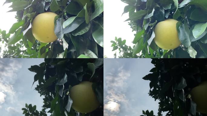 梅州柚子丰收时节天然无公害