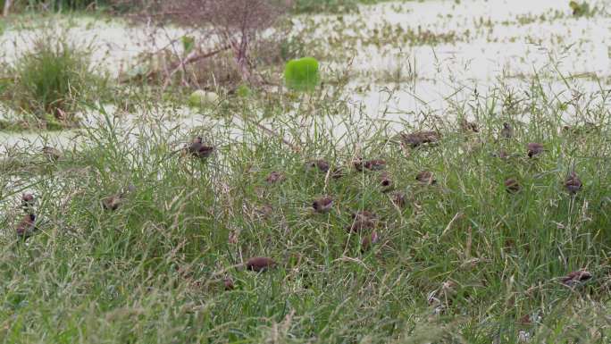 池塘边草丛里的麻雀
