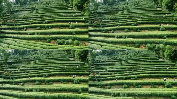 杭州龙井茶园 采茶 明前茶