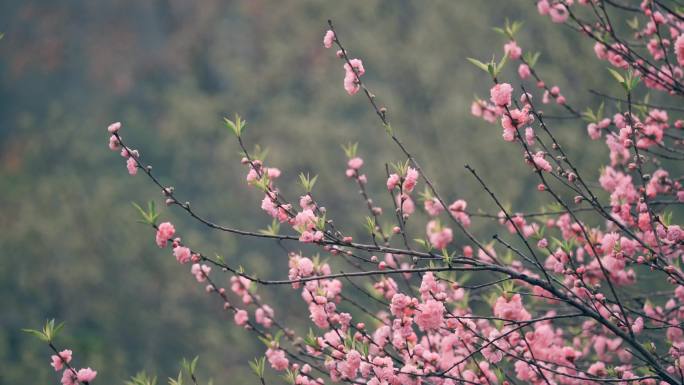 风吹动樱花树枝