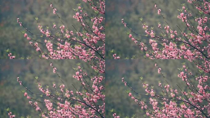 风吹动樱花树枝