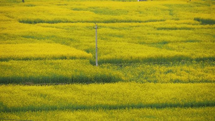 郎岱油菜花田