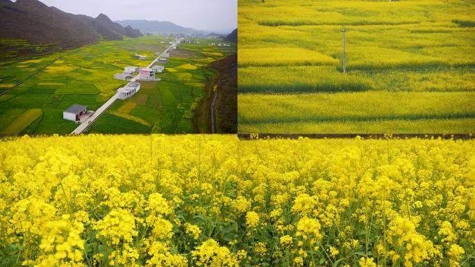 郎岱油菜花田