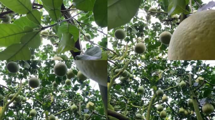 梅州柚子树特写丰收时节