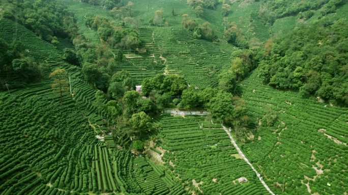 杭州龙井茶园 明前茶