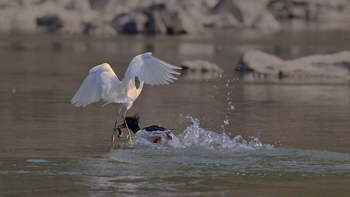 鸟中国宝中华秋沙鸭被两只小白鹭追赶夺食