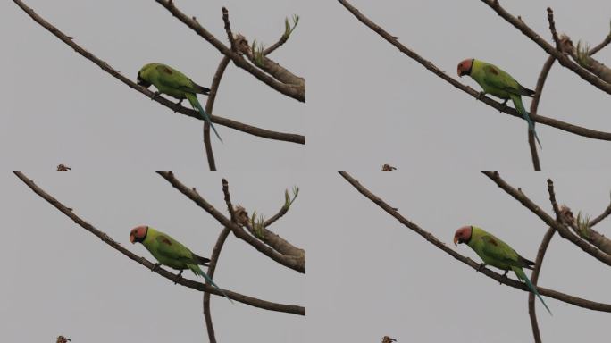 啃食枝条的野生鹦鹉