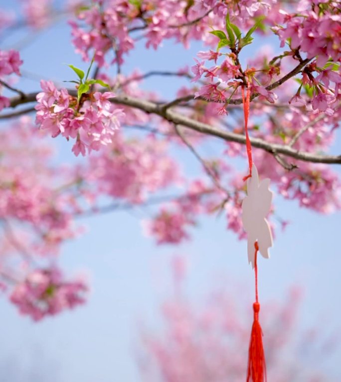 樱花树上祈愿笺飘动