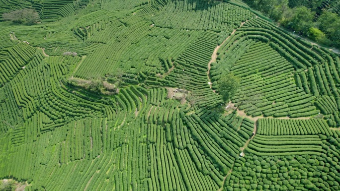 杭州龙井茶园 明前茶