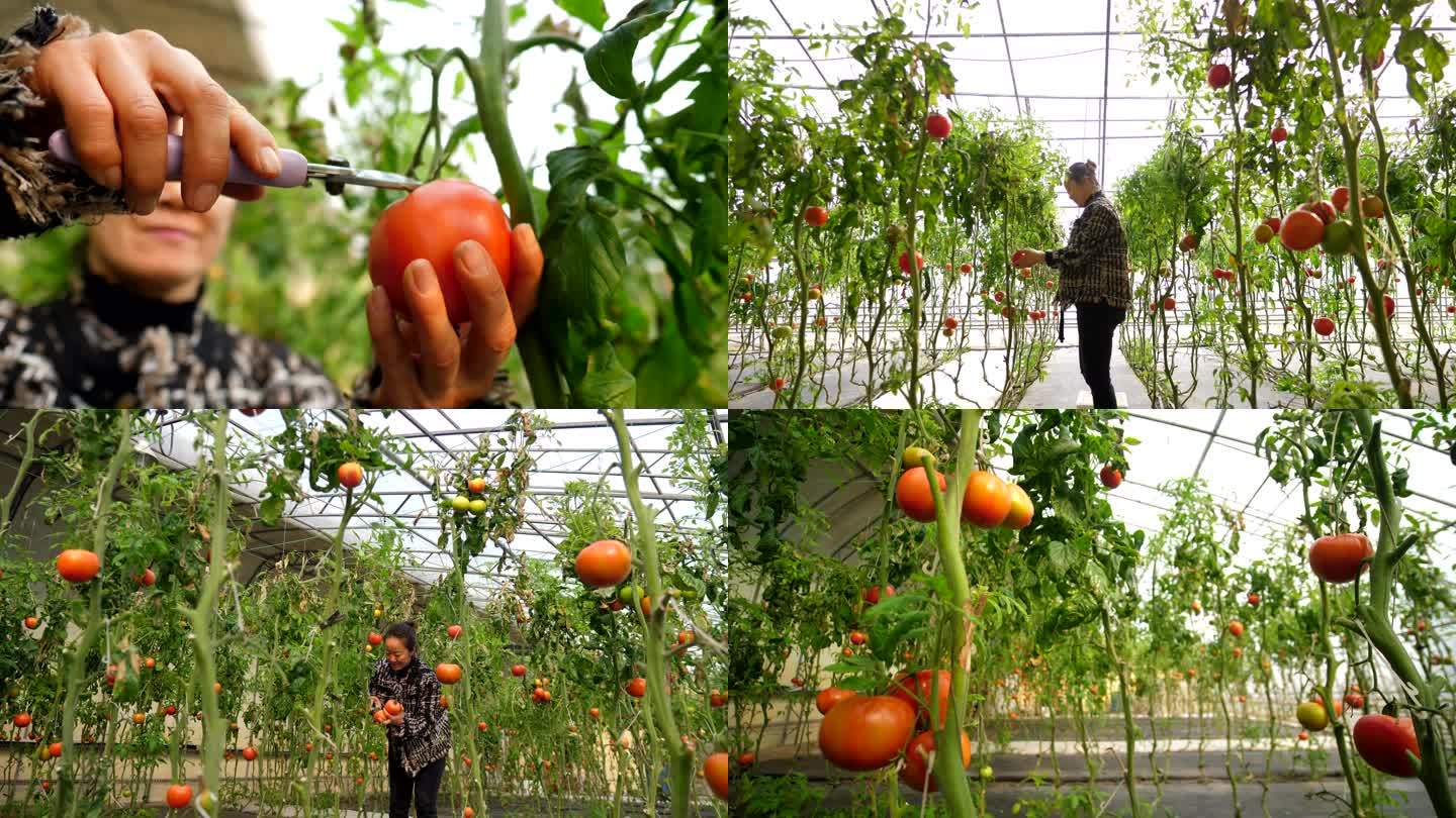 大棚西红柿 番茄 高标准农业