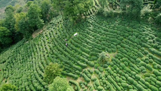 杭州龙井茶园 采茶 明前茶