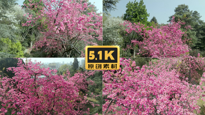 5K-昆明植物园樱花航拍，云南樱花素材
