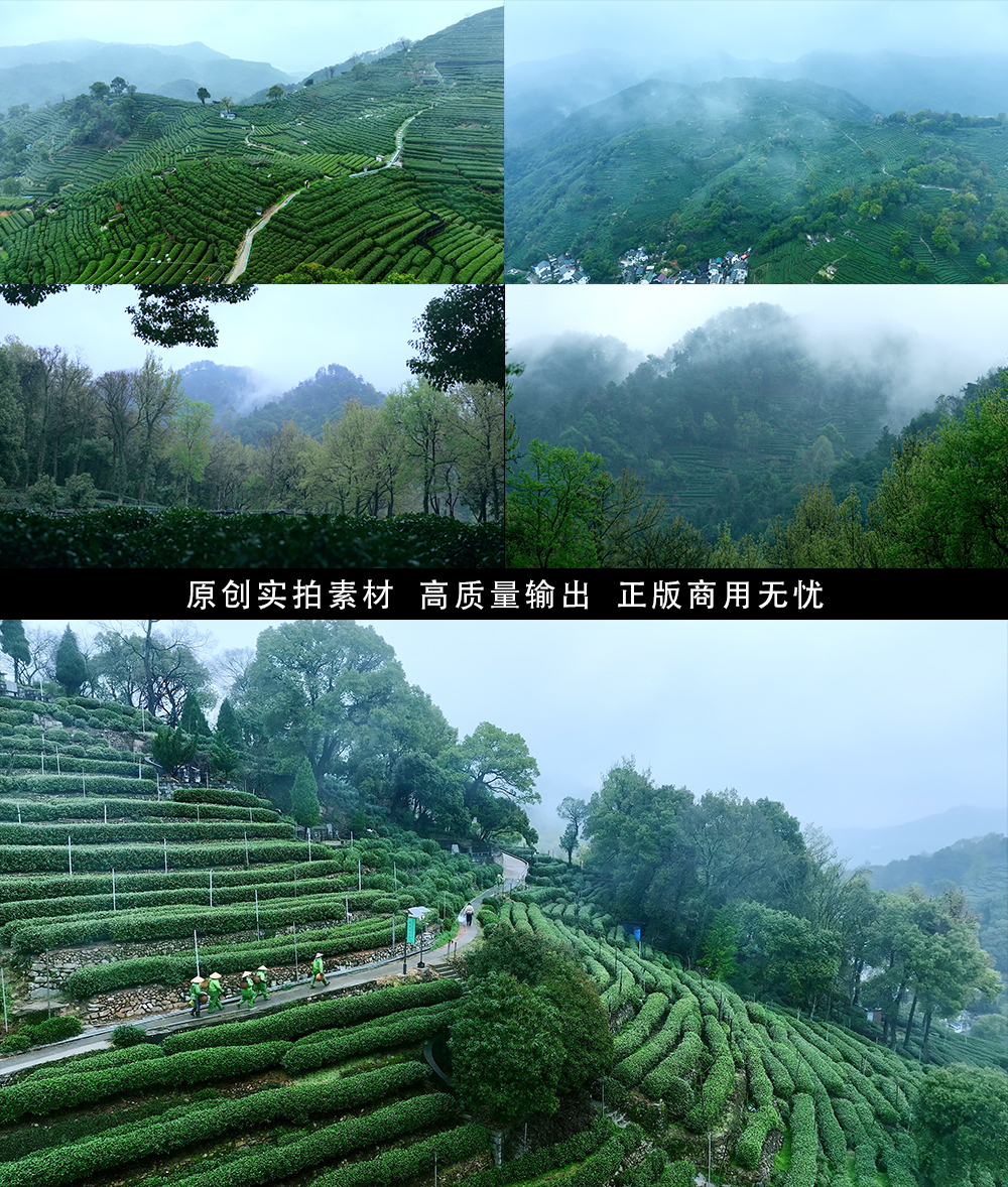 烟雨中的杭州西湖龙井村茶园