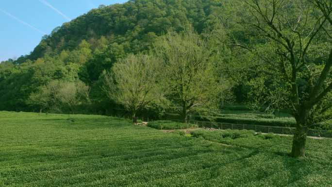 杭州龙井茶园 明前茶