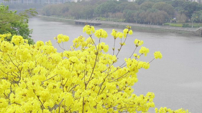 黄花风铃木