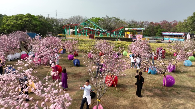 深圳樱花节