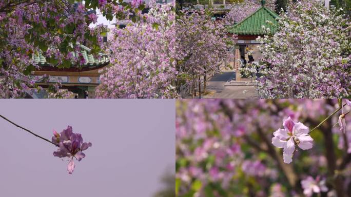 春天唯美紫荆花4k