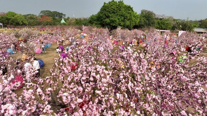 深圳樱花节