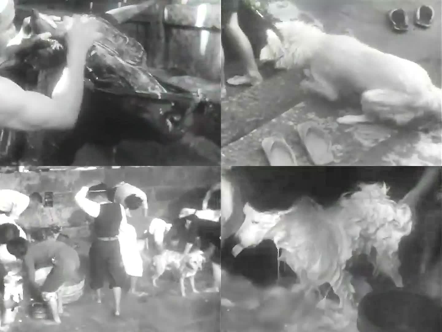 1957年日本动物专用温泉