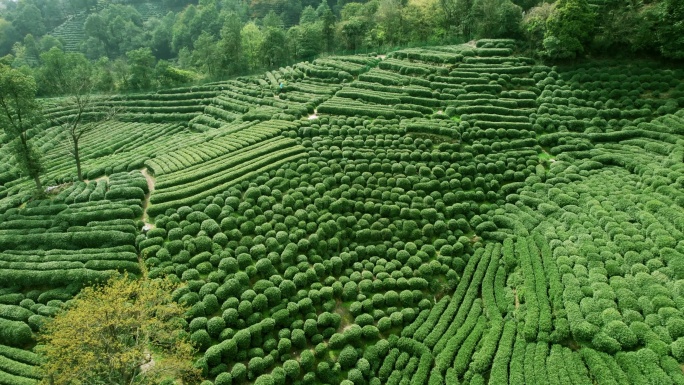 杭州龙井茶园 明前茶