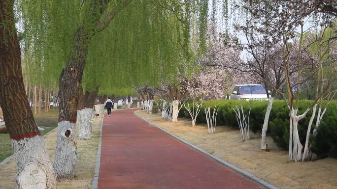 山东济南：春到百里黄河风景区樱花大道