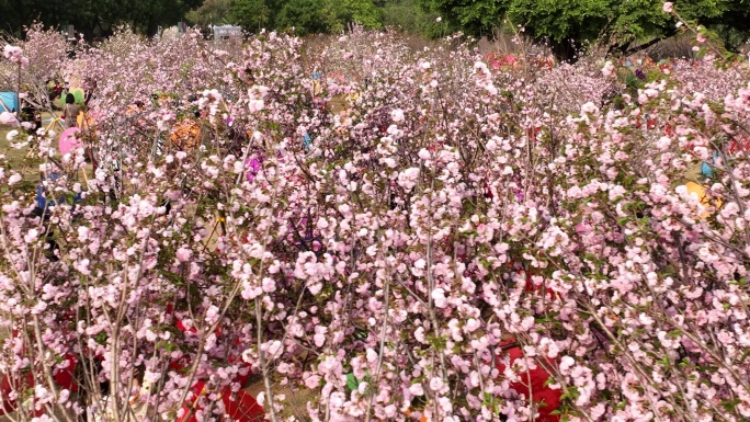 深圳樱花节