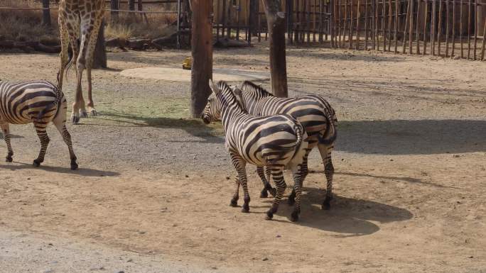 斑马 动物园 野生动物 儿童乐园