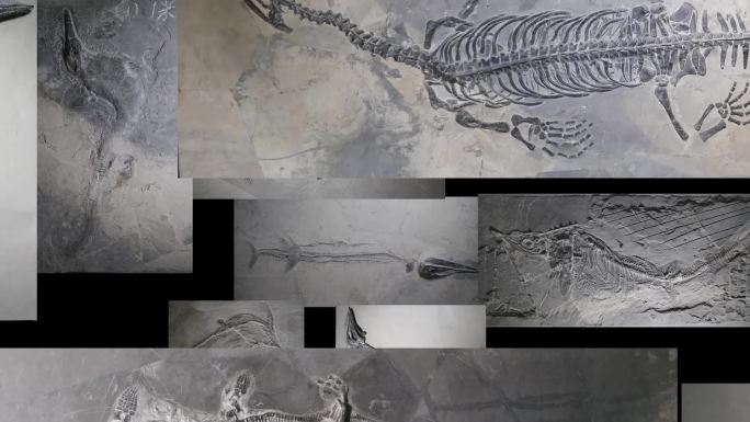 鱼龙化石图片聚集