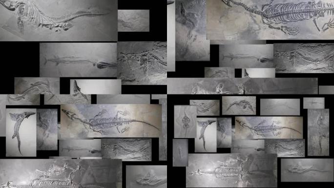 鱼龙化石图片聚集
