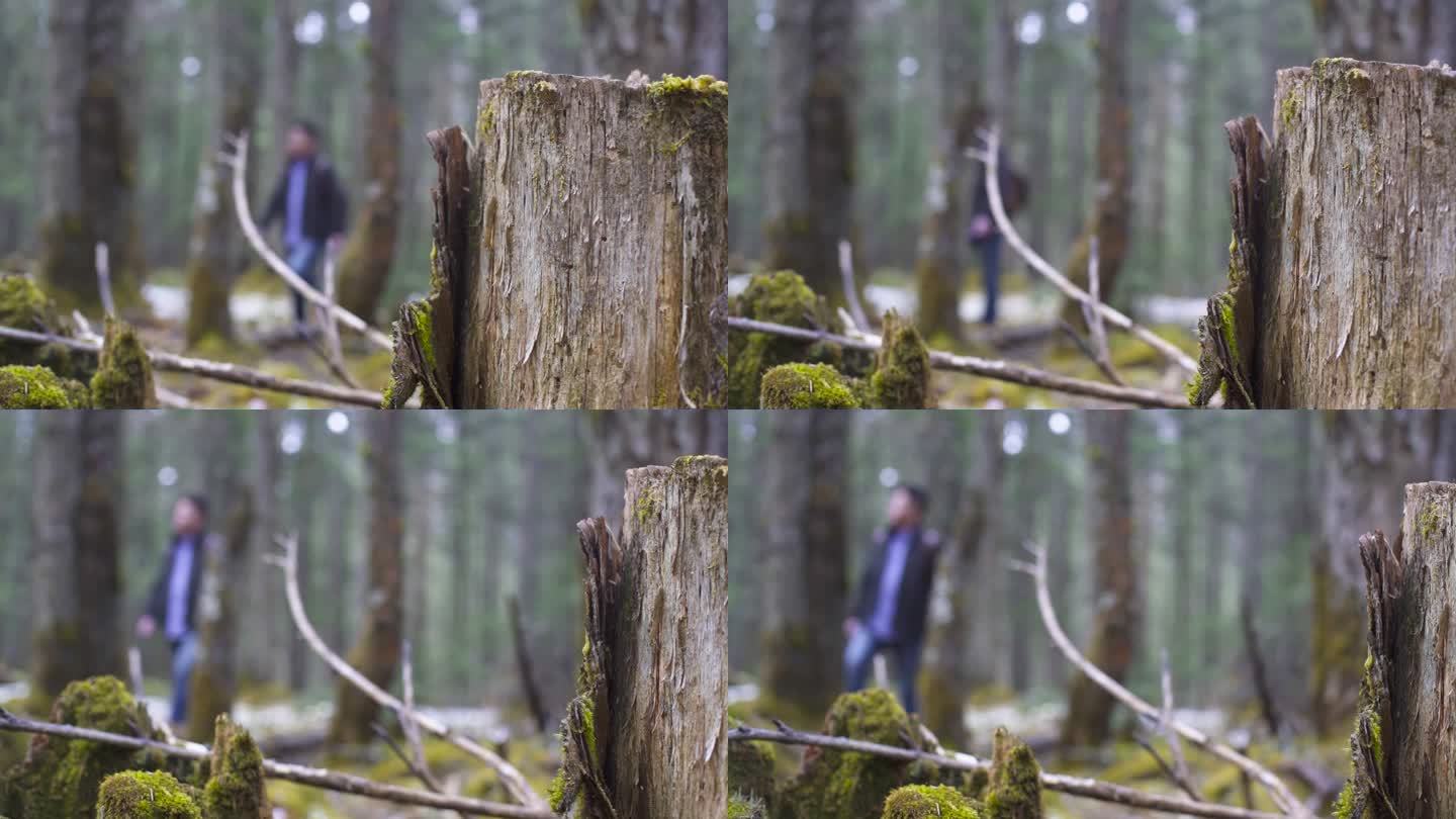 抚摸树仰望探险 慢动作 森林 广告镜头