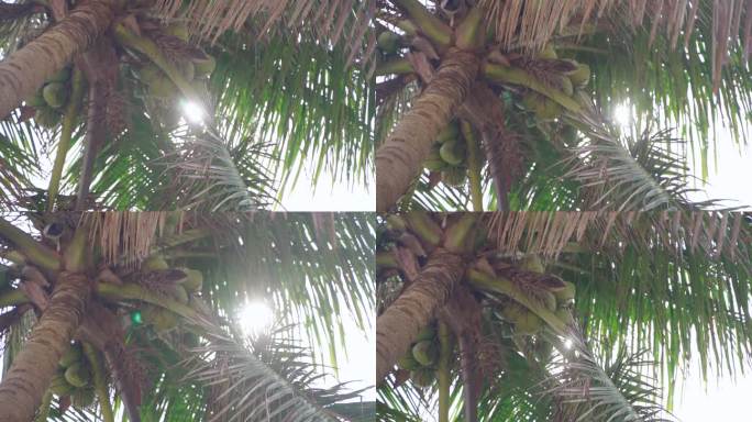 海边椰子树透出阳光热带海南椰林椰树