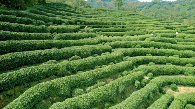 杭州龙井茶园 采茶 明前茶