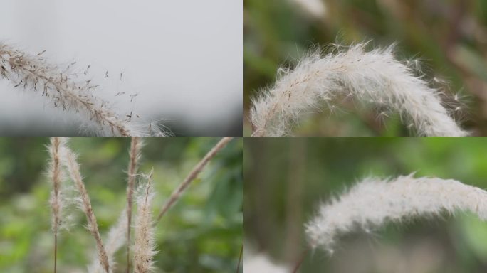 狗尾草芒花