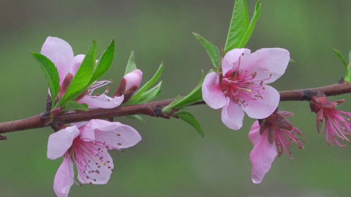 雨后的桃花