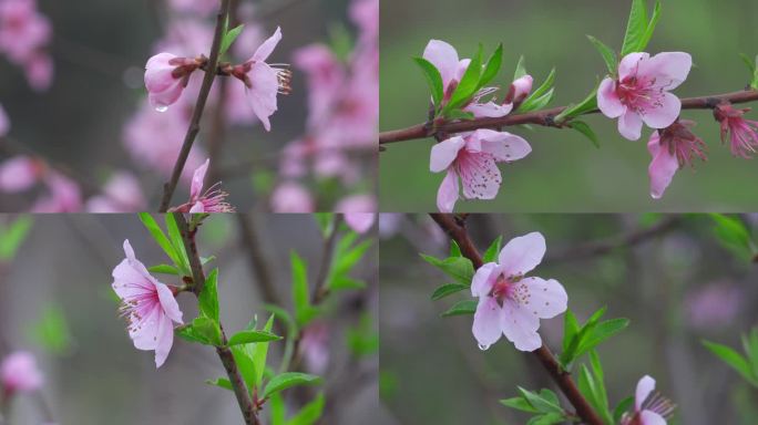 雨后的桃花