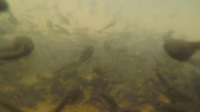 GOPRO水下拍摄一群蝌蚪