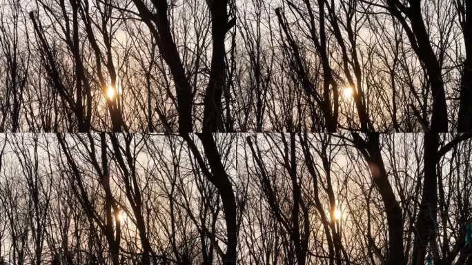 夕阳树林 枯树剪影 树枝 树林阳光