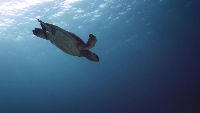 海龟在海底游