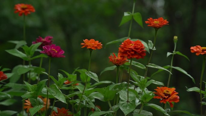 天水 跑马泉 公园  各种花草