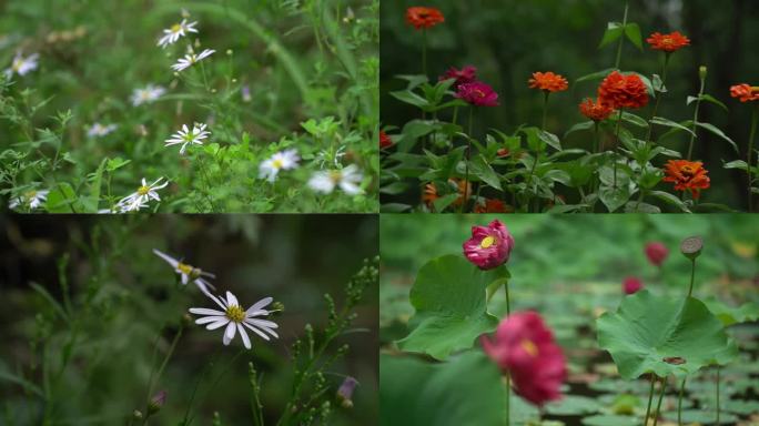 天水 跑马泉 公园  各种花草