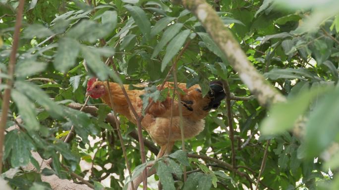 树上的鸡