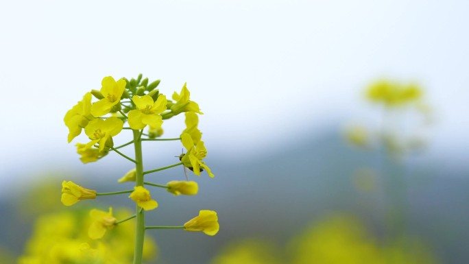 油菜花与蜜蜂