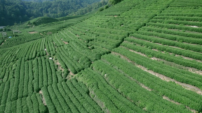 杭州龙井茶园 明前茶