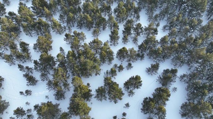 鸟瞰雪原沙地樟子松松林